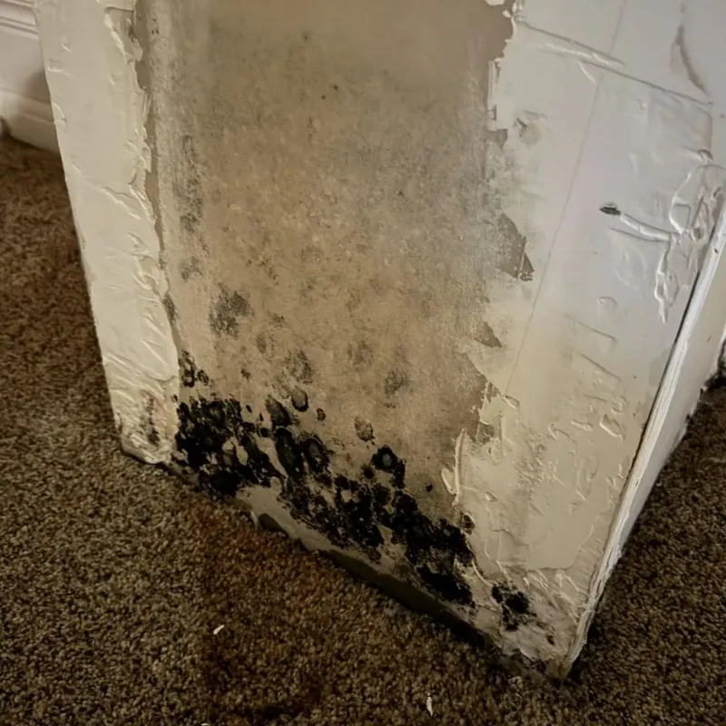 Professional Mold Removal in Mead, WA
